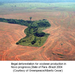 Erdőirtás Brazíliában